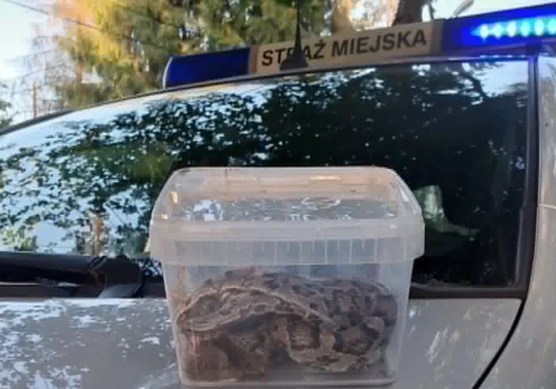 Alarm na posesji w Krakowie. Mieszkanka była przekonana, że w ogrodzie jest żmija