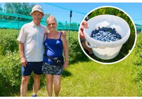 Zamiast spa wybierają rządek numer pięć. Zaczęło się od kilku krzaków z Niemiec