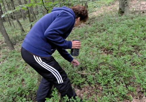 Nie wychodzą z lasu. Jagody są teraz na wagę złota i... na zapisy