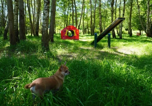 W Podlesiu powstał wybieg dla psów. Kolejne zostaną urządzone w Bogucicach i Giszowcu