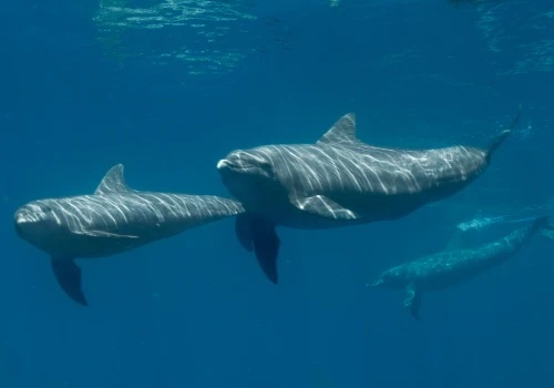 Delfiny z Adriatyku uzależniły się od trawlerów