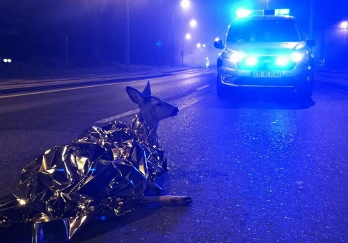 Myśliwi apelują do kierowców: zdejmijcie nogę z gazu. „Zwierzęta nie znają znaków drogowych”