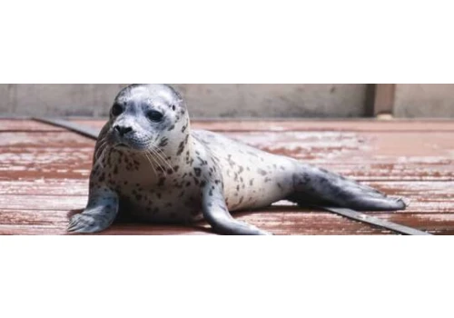 W zoo we Wrocławiu pojawił się nowy ulubieniec. Poznajcie Mako!