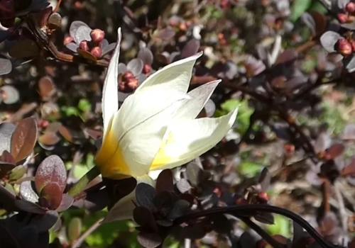 Tulipan dwukwiatowy
