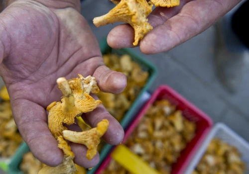 Z lasu prosto do paczkomatu. W ogłoszeniach ceny nawet 50 zł/kg