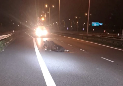 Łoś pojawił się na drodze ekspresowej koło Lublina. To nie mogło się dobrze skończyć