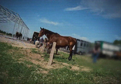 Tak konie idą na rzeź. Kulisy nielegalnych targów w Polsce
