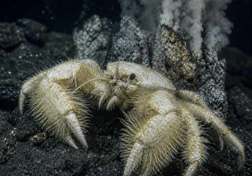 Krab-yeti prowadzi ROD na szczypcach