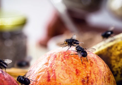 Jak odstraszyć muchy z domu? Wystarczą te dwie przyprawy
