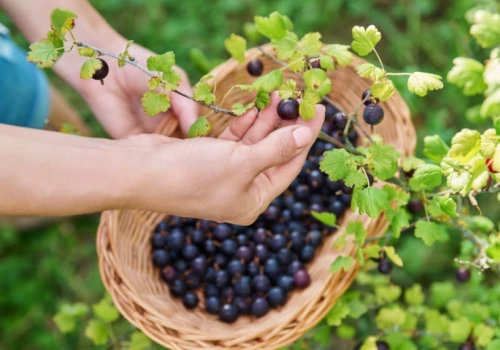 Jak naturalna pigułka pełna antyoksydantów. Te owoce mają ich najwięcej