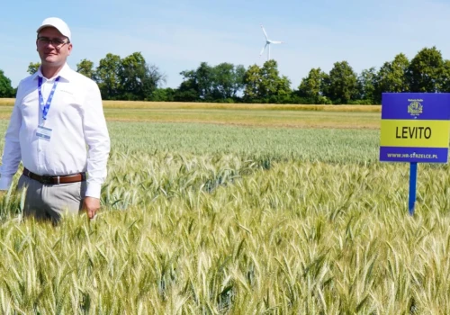 Nowe odmiany pszenicy mogą obniżyć koszty. Pokazali je w Strzelcach