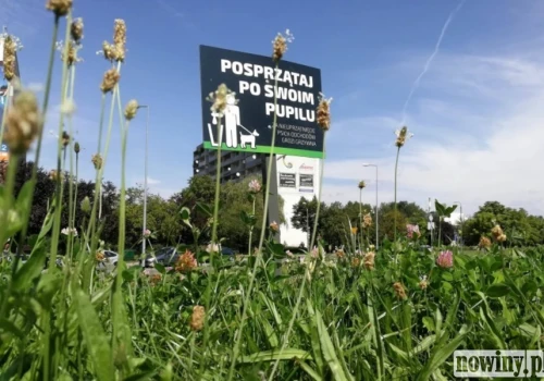 Kosze czy mandaty? W Jastrzębiu trwa dyskusja o psich nieczystościach