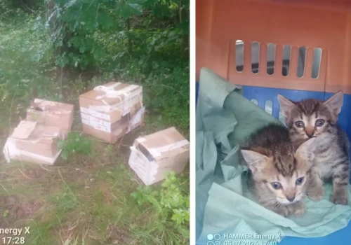 Cztery kartony, dwa wystraszone kotki. Smutne znalezisko w Olsztynie