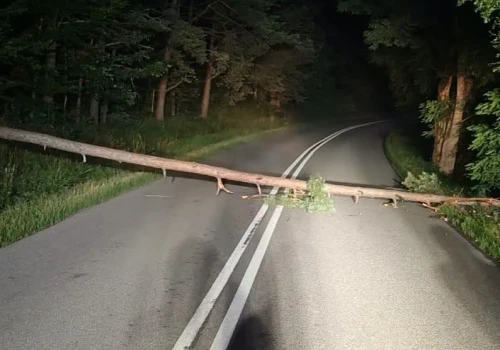 Podcięte drzewo runęło na drogę w Ostrzycach
