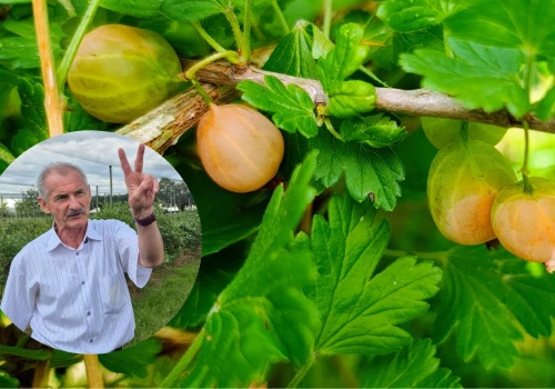 Kolejne skutki upałów mogą ujawnić się na plantacjach. Prof. Pluta ostrzega