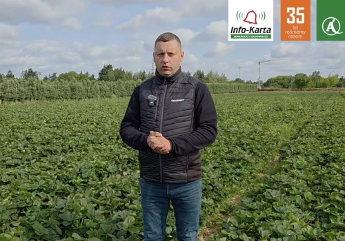 Zabiegi pozbiorcze w truskawkach – Komunikat Jagodowy, Tomasz Domański