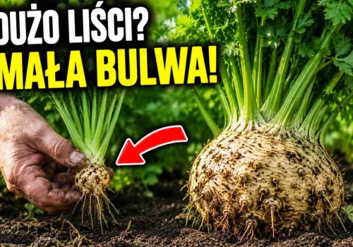 Seler ma tylko wielkie liście? Zastosuj ten 1 trik w lipcu, a urośnie gigantyczna bulwa