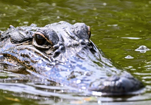Spokojny wieczór zamienił się w koszmar. Aligator zaatakował 71-latka na Florydzie