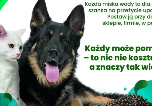 Woda dla zwierząt latem wystaw miskę w cieniu i pomóż im przetrwać upały