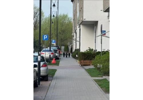 Dziki w Podgórzu w Krakowie. Zaraz wejdą na Wawel. Problem nie dotyczy tylko Borku Fałęckiego czy innych dalszych dzielnic.