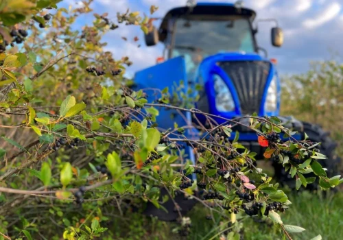 Aronia lepiej przetrwała pogodę. Ale sezon jeszcze może się odwrócić
