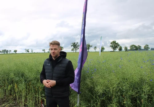 Pchełki i chowacze zdewastowały rzepak. Rolnicy zaorali całe pola