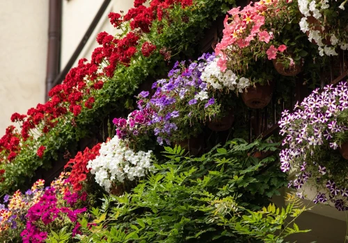 Zapomnij o zwiędłych kwiatach. Oto rośliny stworzone są na południowy balkon