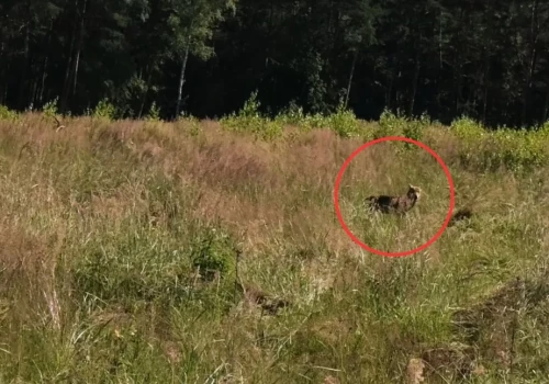 Wilki w Jaworznie. Mieszkaniec natknął się na nie w Ciężkowicach