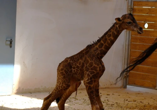 Wspaniałe narodziny w polskim zoo. Mała żyrafa rozczuliła wszystkich