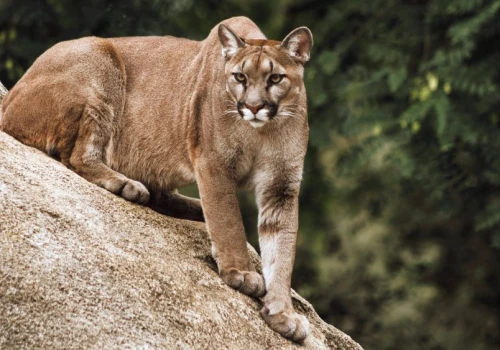 Wielki kot, wielki strach. W zachodniopomorskim lesie grasuje puma