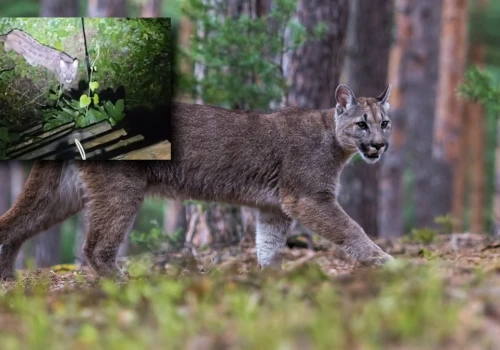 W nocy pod amboną pojawiła się puma. Pod Koszalinem trwa obława