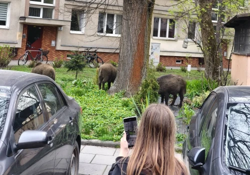 627 odstrzelonych dzików, 220 odłowionych i 400 zgłoszeń miesięcznie. Kraków szuka sposobu na dziki