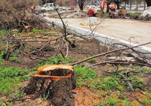 Ile drzew wycięto pod nowe inwestycje? Do prezydenta trafiły pytania o skalę wycinek