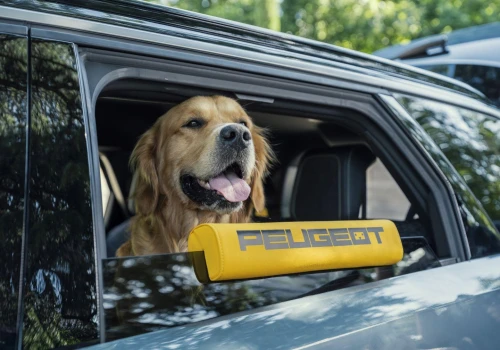 Nowy Peugeot e-5008 „Dog Edition”. Dla wygody naszych pupili