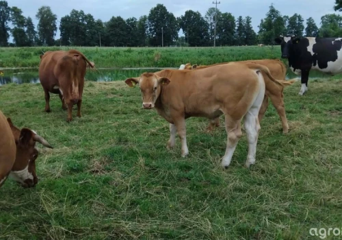 Ceny bydła wyhamowały. Skupy płacą mniej niż pod koniec maja