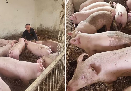 „Co mam dziś produkować, żeby normalnie żyć?” Rolnik pyta ministra