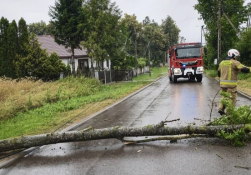 Strażacy usuwali wciąż drzewa połamane przez silny wiatr