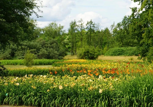 Tydzień liliowców w Łodzi. W Ogrodzie Botanicznym zakwitło 16 tysięcy kwiatów