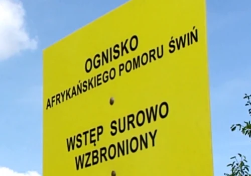 ASF ponownie uderza. W Kujawsko-Pomorskiem wykryto drugie ognisko choroby u świń w 2026 roku