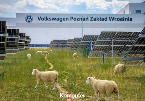 W polskim zakładzie Volkswagena pojawiły się... owce. To element badań
