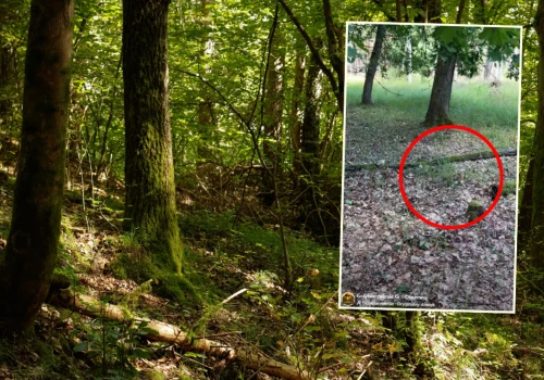 Grzybiarz pokazał, co znalazł w lipcu. 