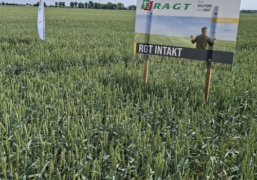 RAGT pokazał nowości. Te odmiany mogą namieszać na polskich polach