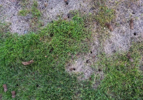 Pożegnaj żółte plamy w ogrodzie. Jeden trik i trawnik będzie wyglądał jak malowany