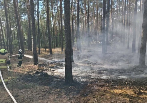 Cztery zastępy strażaków walczyły z pożarem lasu w okolicach Kłudzic