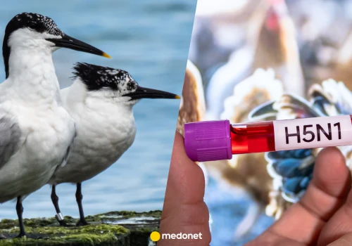 Niepokojące odkrycie w Australii. Wirus H5N1 pojawił się u dzikich ptaków