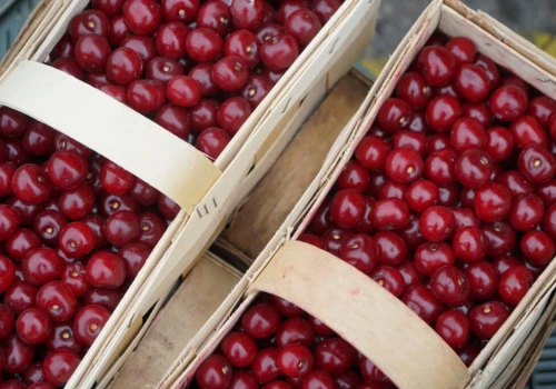 Wiśnie na skupach po 4,50 zł/kg. Na rynkach hurtowych ceny są nawet czterokrotnie wyższe