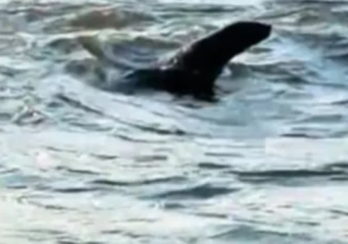 To nie potwór z Loch Ness, w Odrze pływa prawdziwa foka. Zobacz film