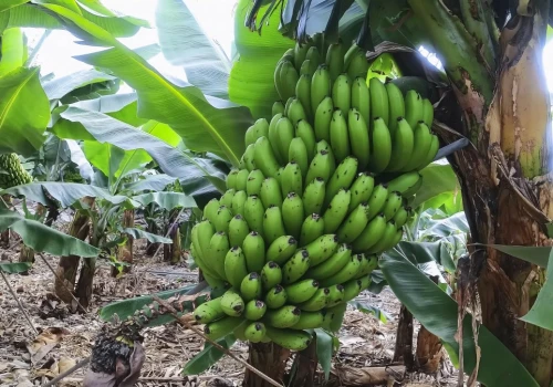 Banan tak naprawdę jest jagodą. Owoce mają zaskakujący rodowód