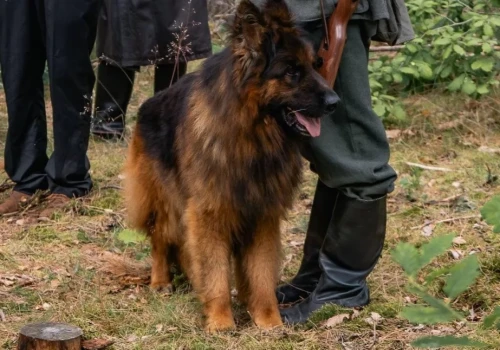 Hit z Chojniczanki został aktorem. Owczarek niemiecki zagrał w filmie historycznym