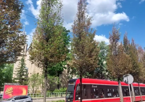 Prawie połowa drzew na ul. Warszawskiej zostanie wyrwana. Nie wiadomo, czy w ich miejsce zostaną posadzone nowe